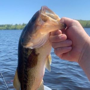 Meet your Posher, Brett